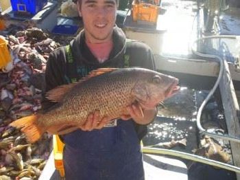Mangrove Jack caught down in Eden! - Fishing News