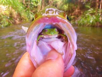 What's your last catch been eating? - Fishing News