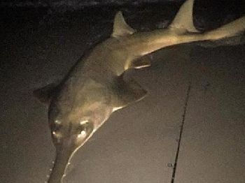 Two eyes, a rare specimen and one lucky fisherman. - Fishing News